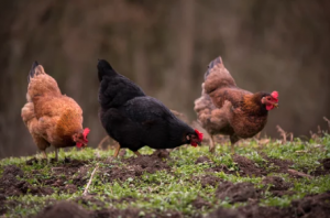 raising hens